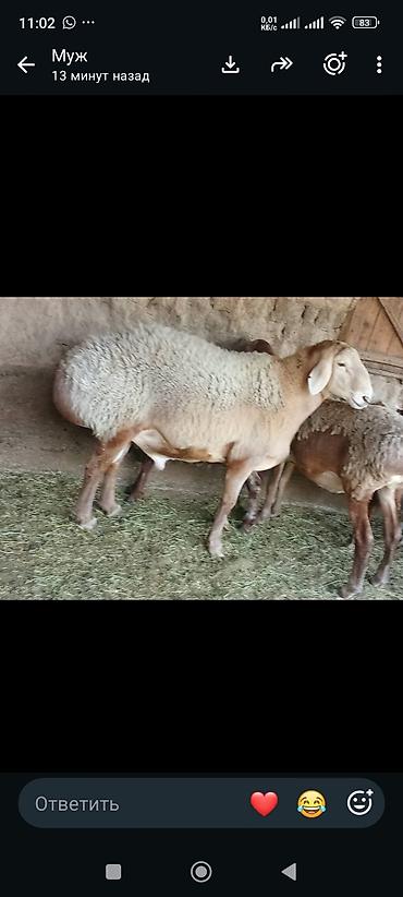 Продам с/х животных: Продаю | Овца (самка) | Для разведения | Матка — 2