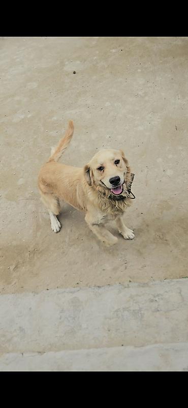 Retriever, 7 ay, Erkək, Ödənişli çatdırılma