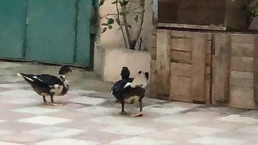 itlerin satisi bakida: Lal ördəklər satılır dənəsi 19 manatdan ünvan qurd dərəsi saray — 2