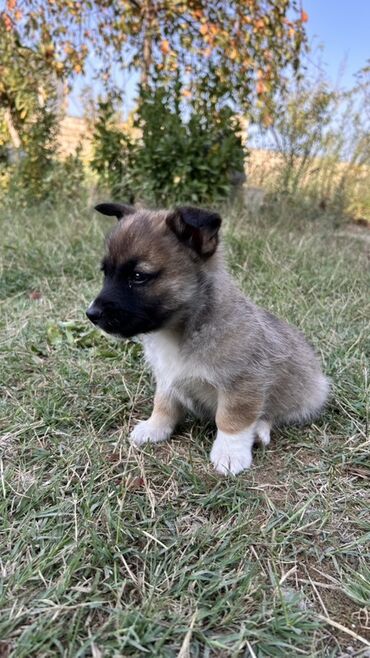 İtlər: 2 ay, Erkek — 9