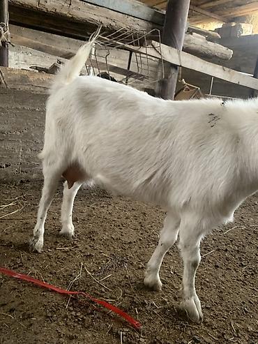 Продам с/х животных: Продаю | Коза (самка) | Для разведения — 3
