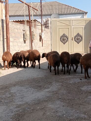 Quzu: Quzu, Erkək, Qala, ay: 3, 25 kq, Damazlıq, Ətlik, Pulsuz çatdırılma