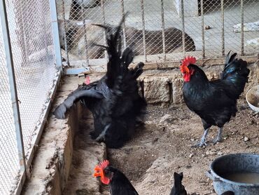 Cücələr: Toyuq cücələri, Damazlıq, Rayonlara çatdırılma, Ödənişli çatdırılma, Ünvandan götürmə — 12