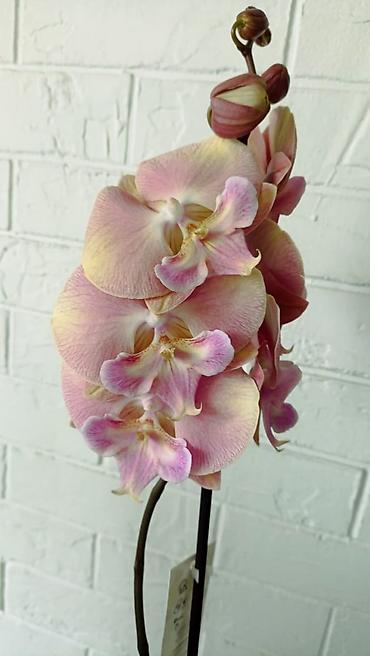 Орхидеи: Большой выбор сортовых орхидей, высота растений 70 см. цены от 1450 до — 1