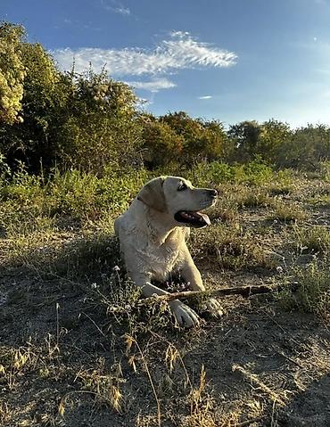 Иттер сатылат: Предлагаются к бронированию чистокровные щенки Лабрадора ретривера, на — 6