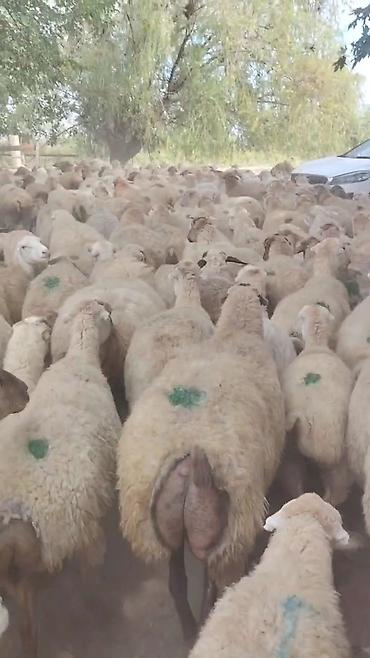 qara pisik satisi: Dişi, il: 1, Damazlıq, Pulsuz çatdırılma — 9