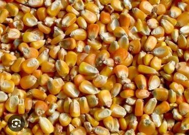 зерно ячмень: Кукуруза сухой влажность 0,0% .
жугору сатылат