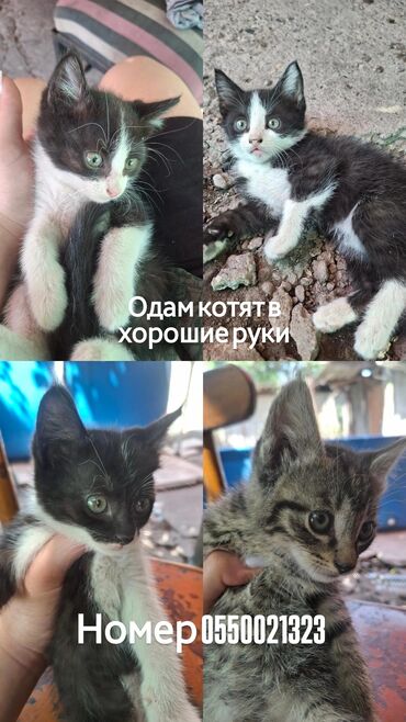 объявления о найденных животных: Кошка даром: Беспородная, 2 месяца, Мальчик