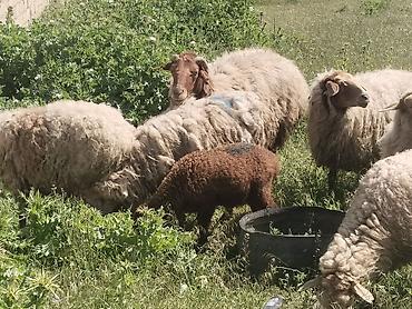 qala cinsi qoyun satilir: Salam tam saglam heyvanlardir qoyunlar ve keciler isdeyen elaqe — 3