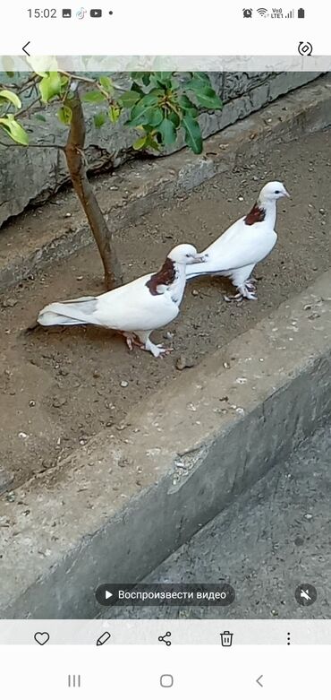göyərçin şəkli: Göyərçinlər