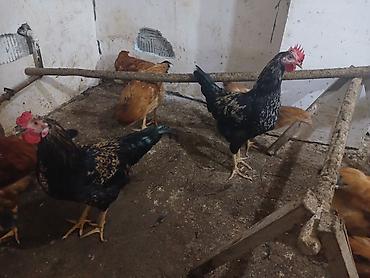 yumurtaliq toyuq satisi: Toyuq, Yumurtalıq — 1