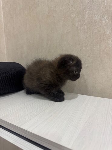 Pişiklər: Şotland, Dişi, Erkək, Ödənişli çatdırılma, Ünvandan götürmə — 14