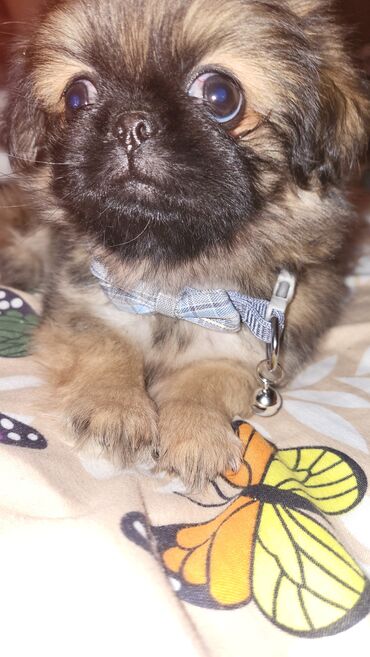 i̇tlər pekines: Pekines, 2 ay, Erkek
