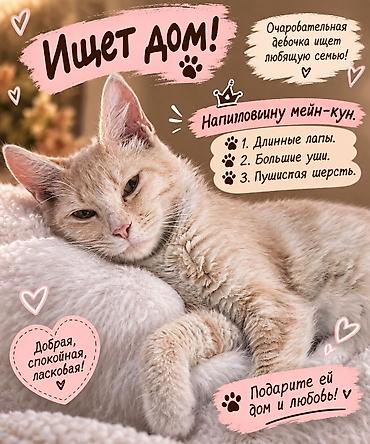 Продажа кошек: Мейн-кун, 1 год, Девочка, Рыжий, Метис — 1
