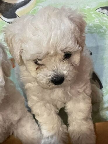 Psi: Rođeni smo 23. oktobra, dva puta smo očišćeni od parazita i primili na lalafo.rs — 3 Psi: Rođeni smo 23. oktobra, dva puta smo očišćeni od parazita i primili — 3