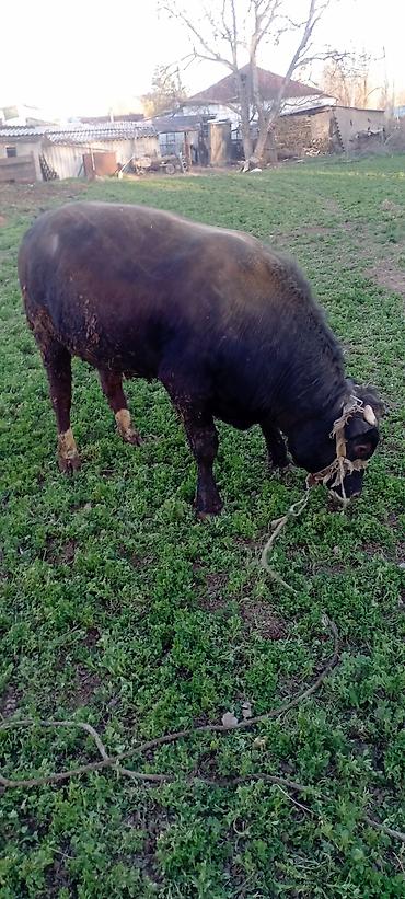 Коровы, быки: Продаю | Бык (самец) | Симментальская | На откорм | Привязанные — 3