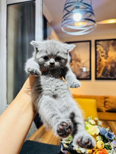 Pişiklər: Şotland — 1