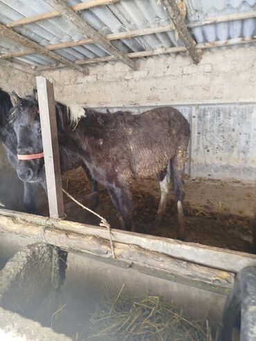 Лошади, кони: Продаю | Жеребенок | Для разведения — 3