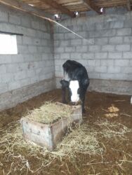 конь рабочий: Продаю | Тёлка | Симментальская | Для молока | Искусственник