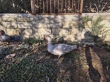 Salam, lavanda erkəy lal ördəklər satilir 5 ayliqdilar. 4 ededdir lalafo.az -da — 4 Salam, lavanda erkəy lal ördəklər satilir 5 ayliqdilar. 4 ededdir — 4