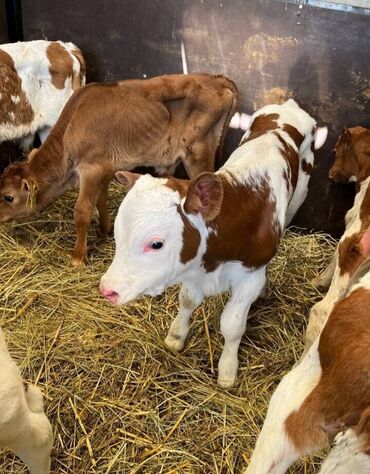 дойный коров: Продаю | Корова (самка), Бык (самец), Тёлка