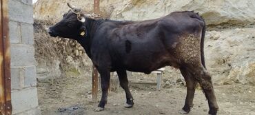 породистые коровы в бишкеке: Продаю | Корова (самка) | Для разведения
