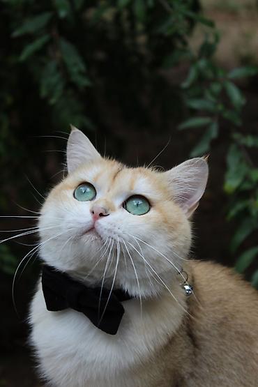 british shorthair qiymetleri: Britan, Erkək, Cütləşmə üçün — 5
