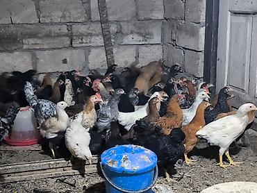 kənd cuceleri: Toyuq cücələri, Damazlıq, Ödənişli çatdırılma — 1