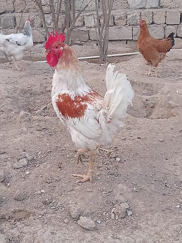 Quşlar: Xoruz cavandi becedi 6-7 ayliqdi — 3