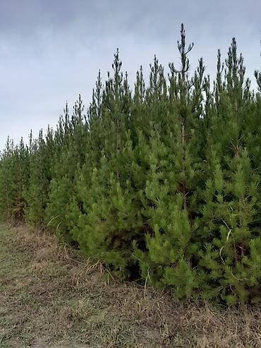 Tinglər: Eldar wami ve kiparis pramida isdenilenn sayda ve olcude var qiymet — 10