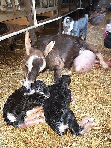 Keçilər, çəpişlər: Südlük keçilər – sağlam, məhsuldar sürü Salam şəkillərdə görünən — 7