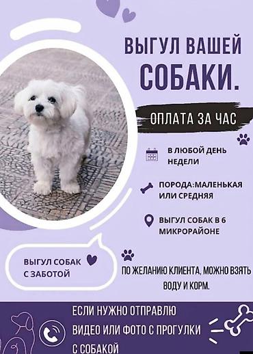 выгул собаки: Выгул вашей собачки, в полной заботе и нежности! 🐶❤️ выгул собак в — 1