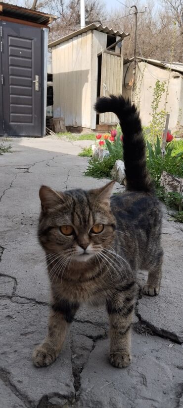 сиамская кошка: Подарю в хорошие руки породистую кошку чистая британка
