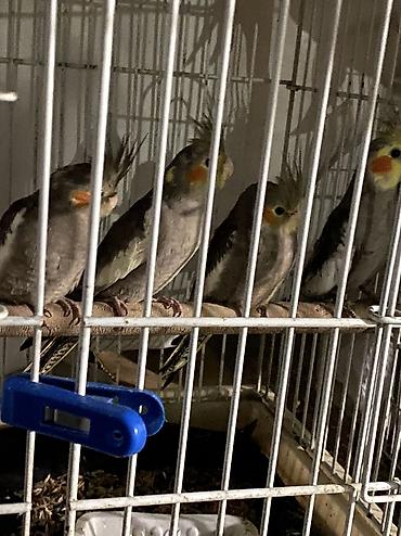Quşlar: Məhsul: Nimfa papağanları (Cockatiel) sekildeki bala quslar bir — 2