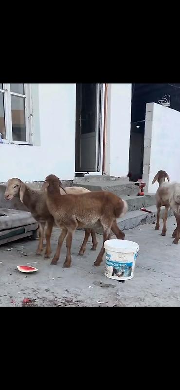 heyvan yemlərinin satışı: Qoyun – 3 baş, quyruqlu (yağlı quyruq) cins - Say: 3 baş gənc qoyun - — 5