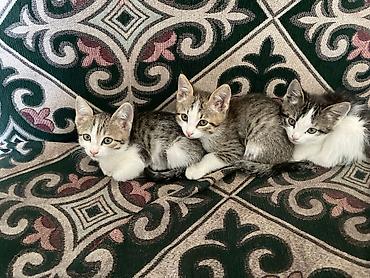 биколор: Котята, полосато-белые короткошёрстные, около одного возраста, из — 2