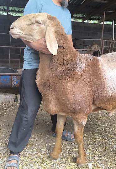 просто ат: Продаю | Баран (самец) | Для разведения | Племенные — 2