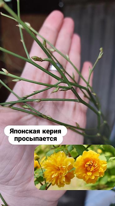 комоды бишкек: Многолетние кустарники,цветы для сада. Бишкек — 9