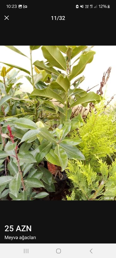 Tinglər: Müxtəlif dekorativ və meyvə ağaclarının tingləri. • Xurma-narıngi — 13