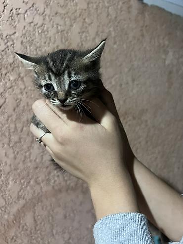 бурманский котенок: Котёнок тигрового окраса (серо-коричневый табби) с яркими полосками и — 3
