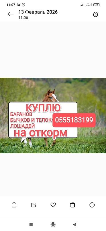 Колбасный цех : Коровы, быки, Лошади, кони, | Круглосуточно, Любое состояние, Забитый