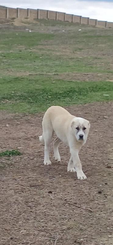 İtlər: Qurdbasar, 4 ay, Dişi — 10