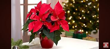 Антуриумы: Комнатные цветы в горшках — праздничная коллекция: - Антуриум — 2