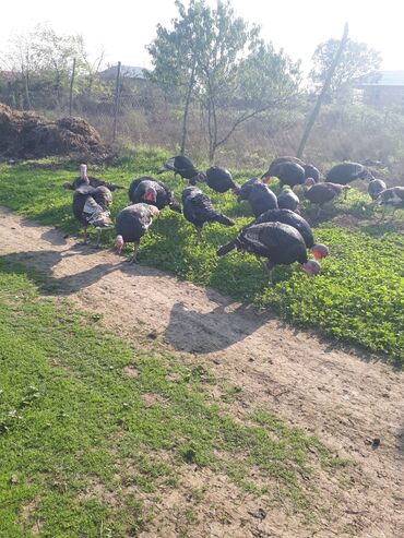 pulsuz pişik balaları 2023: Erkək, Damazlıq, Ünvandan götürmə