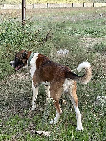 cane corso tap az: Qurdbasar, 2 il, Erkək, Peyvəndli, Rayonlara çatdırılma — 8