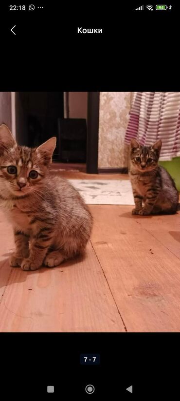 Pişiklər: Tabbi — 4