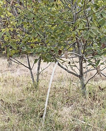 7 ci mikrorayon yeni tikili: 12 sot, Kənd təsərrüfatı, Barter mümkündür, Kupça (Çıxarış) — 10