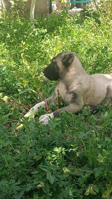 İtlər: Kanqal, 2 ay, Erkek, Peyvəndli, Rayonlara çatdırılma, Ünvandan götürmə, Ödənişli çatdırılma — 4
