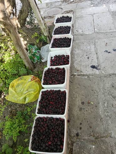 Sifarişlə hazır yeməklər: Xar tut bağdan bu veziyyetde yigilir, tam təbiidir Önceden zakaz