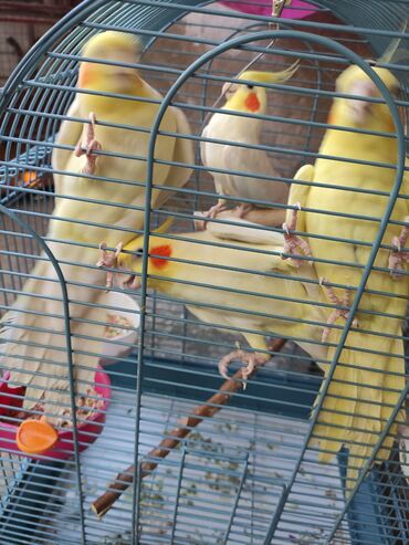 Qəfəslər: Qəfəslər quşlar — 7